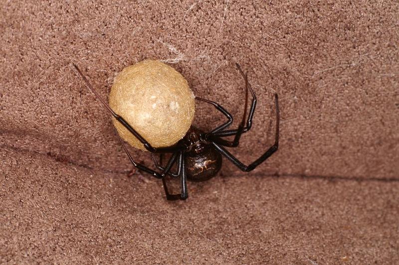 Latrodectus_hasselti_D7210_Z_88_Alexandra hills Brisbane_Australie.jpg